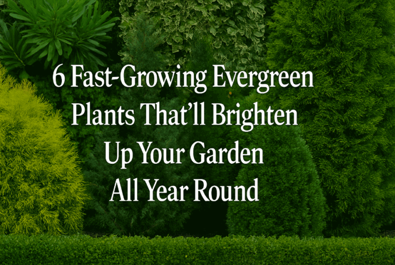 6 Fast-Growing Evergreen Plants That’ll Brighten Up Your Garden All Year Round